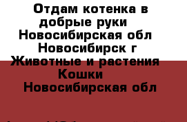 Отдам котенка в добрые руки. - Новосибирская обл., Новосибирск г. Животные и растения » Кошки   . Новосибирская обл.